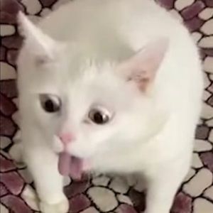 Meet your Posher, Charlton